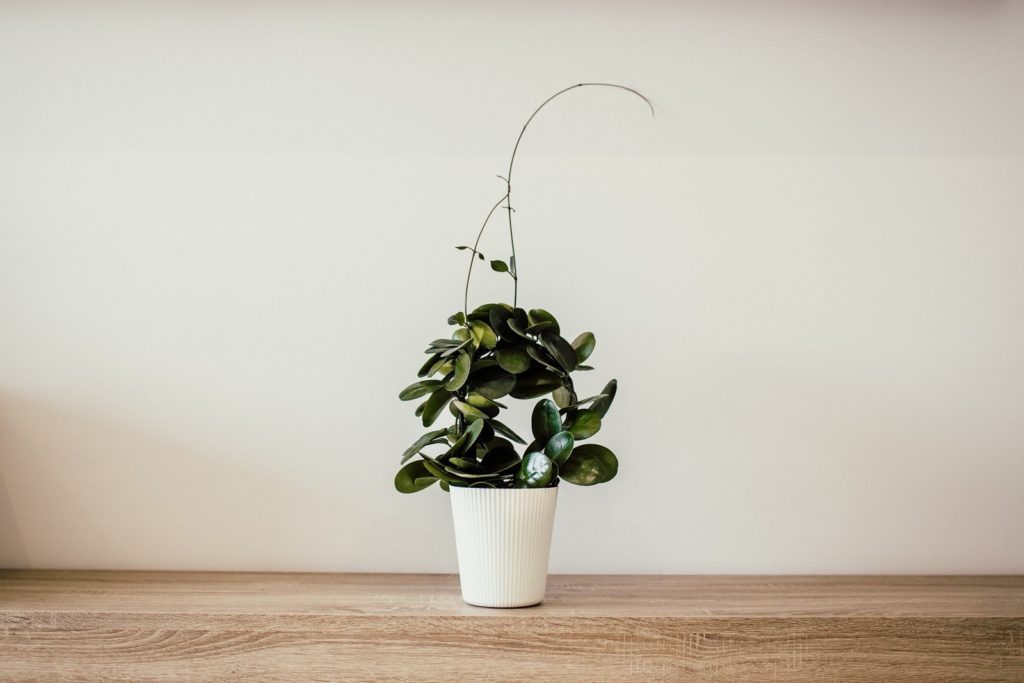 plant on a wooden floor