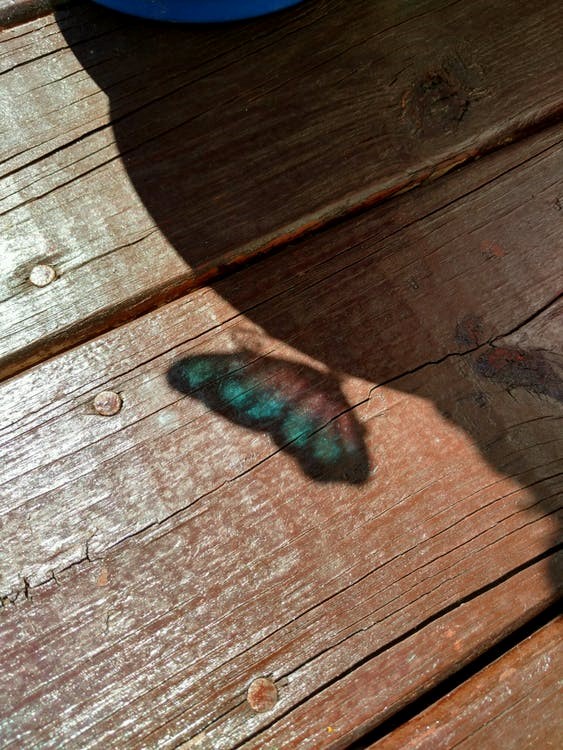 A butterfly’s silhouette on a brown hardwood floor