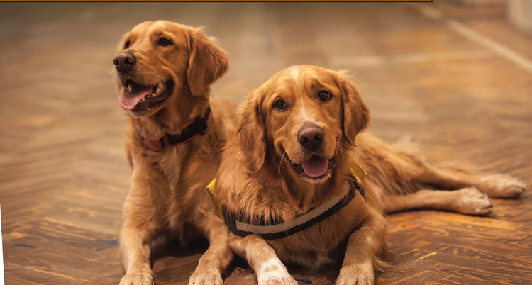 Ways To Maintain Hardwood Floors With Indoor Pets