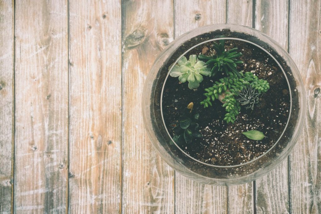 Plants on top of a prefinished wood flooring