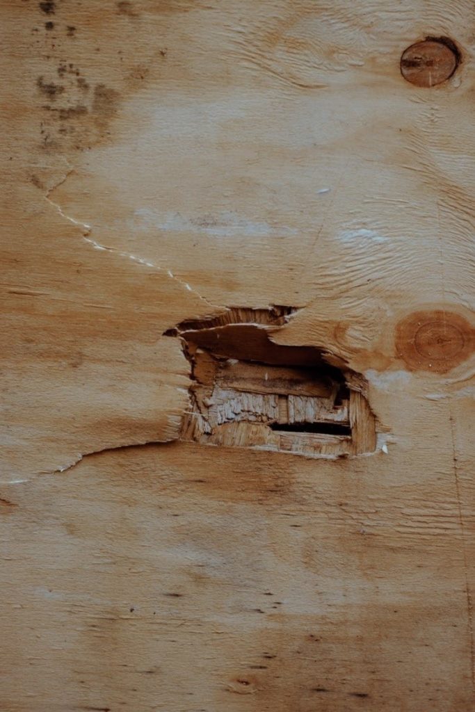 A wooden plank showing signs of damages