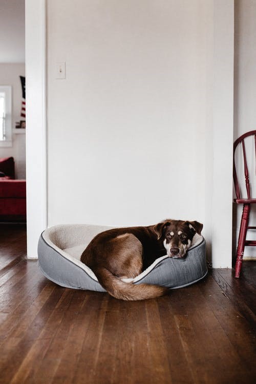 Dog resting a wooden floor