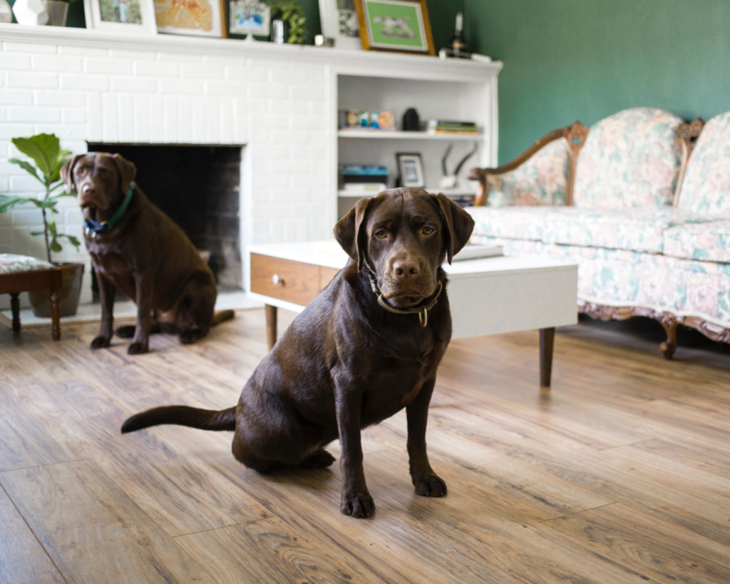 Dogs sitting down on hardwood floors