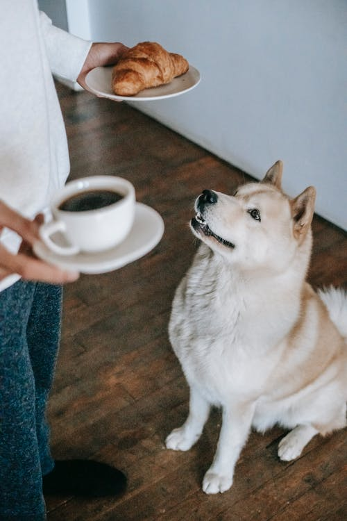 Man holding coffee mug standing near his dog on the hardwood floor