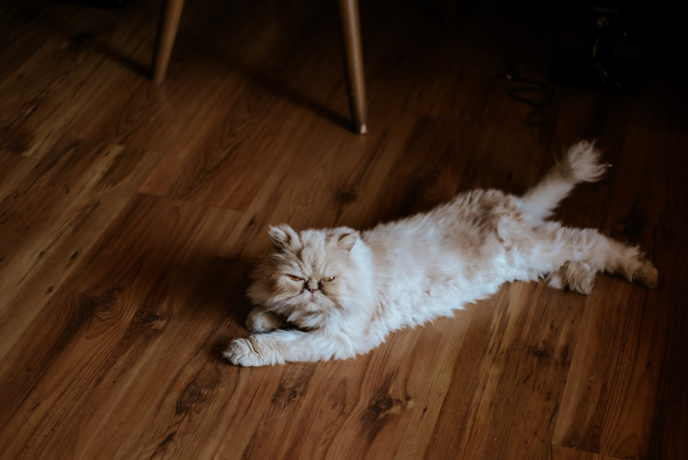 A grumpy cat lying on a hardwood floor