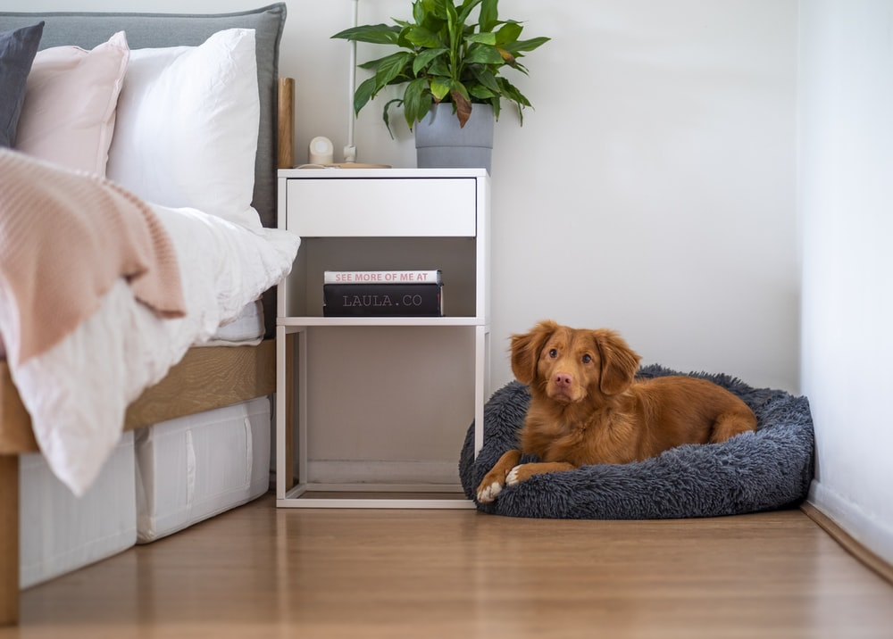 A dog sitting on his bed on the hardwood floor
