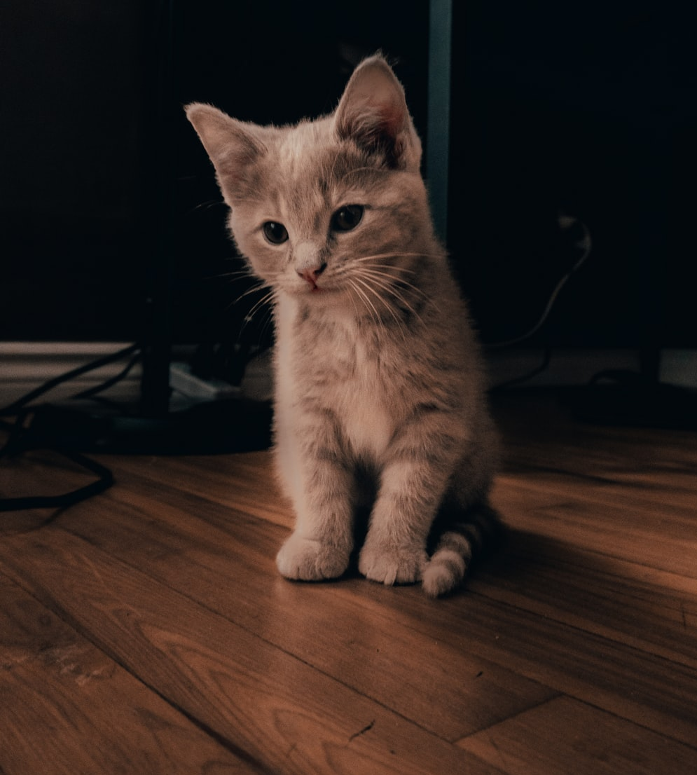 A cat sitting on a hardwood floor