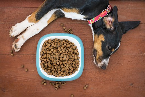 A dog sleeping on solid hardwood floors
