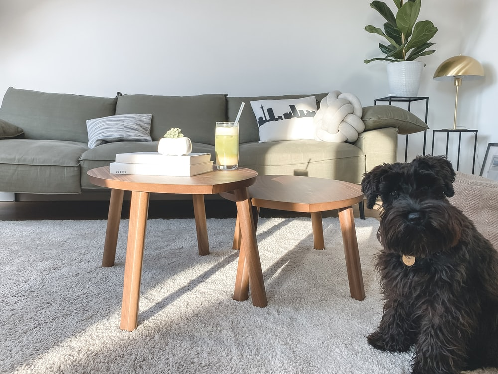 A dog sitting on a carpet in the living room