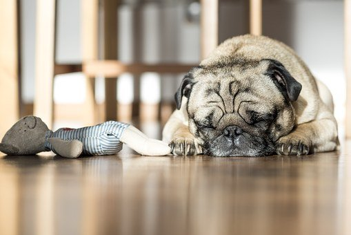 A dog sleeping on solid hardwood floors