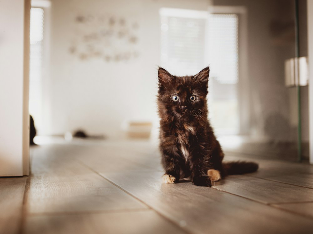 A furry brown kitten sitting on a wooden floor