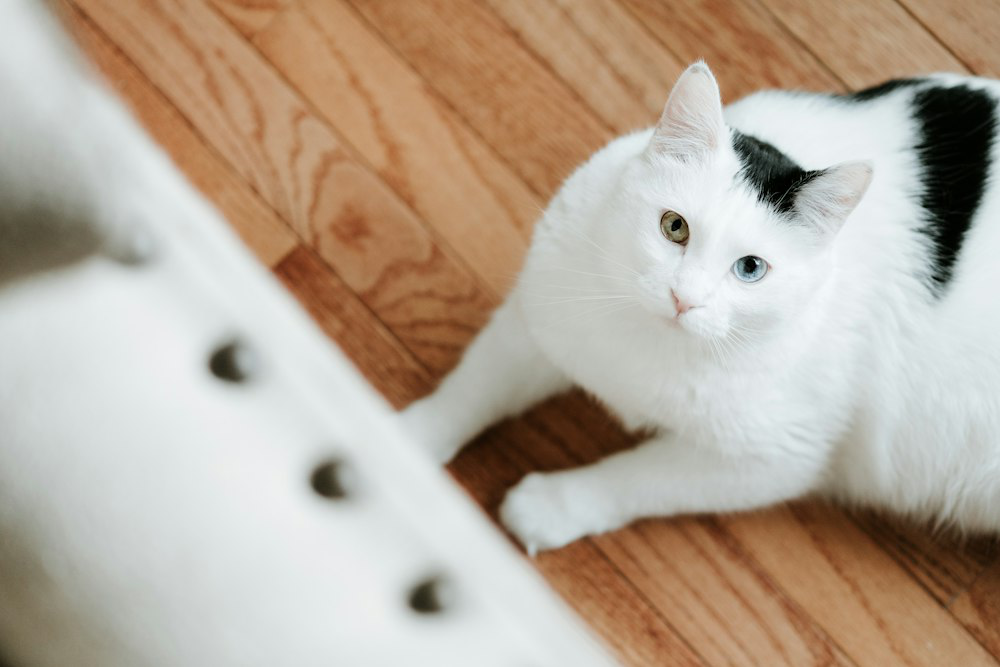 A furry brown kitten sitting on a wooden floor