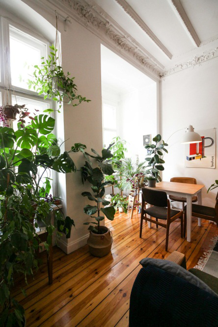 An image of hardwood floors in a home with lots of plants