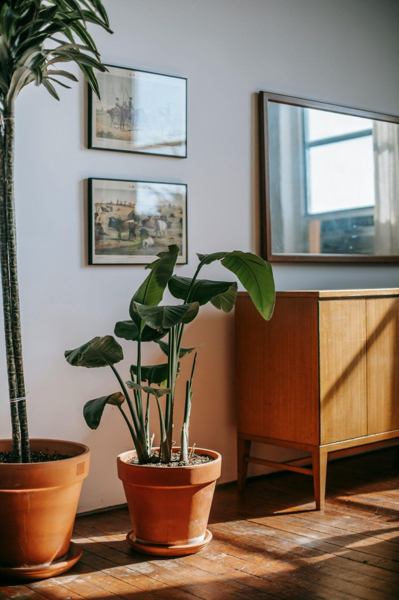 Plants near a wall on a wooden floor.